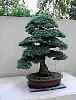 bonsai34.jpg